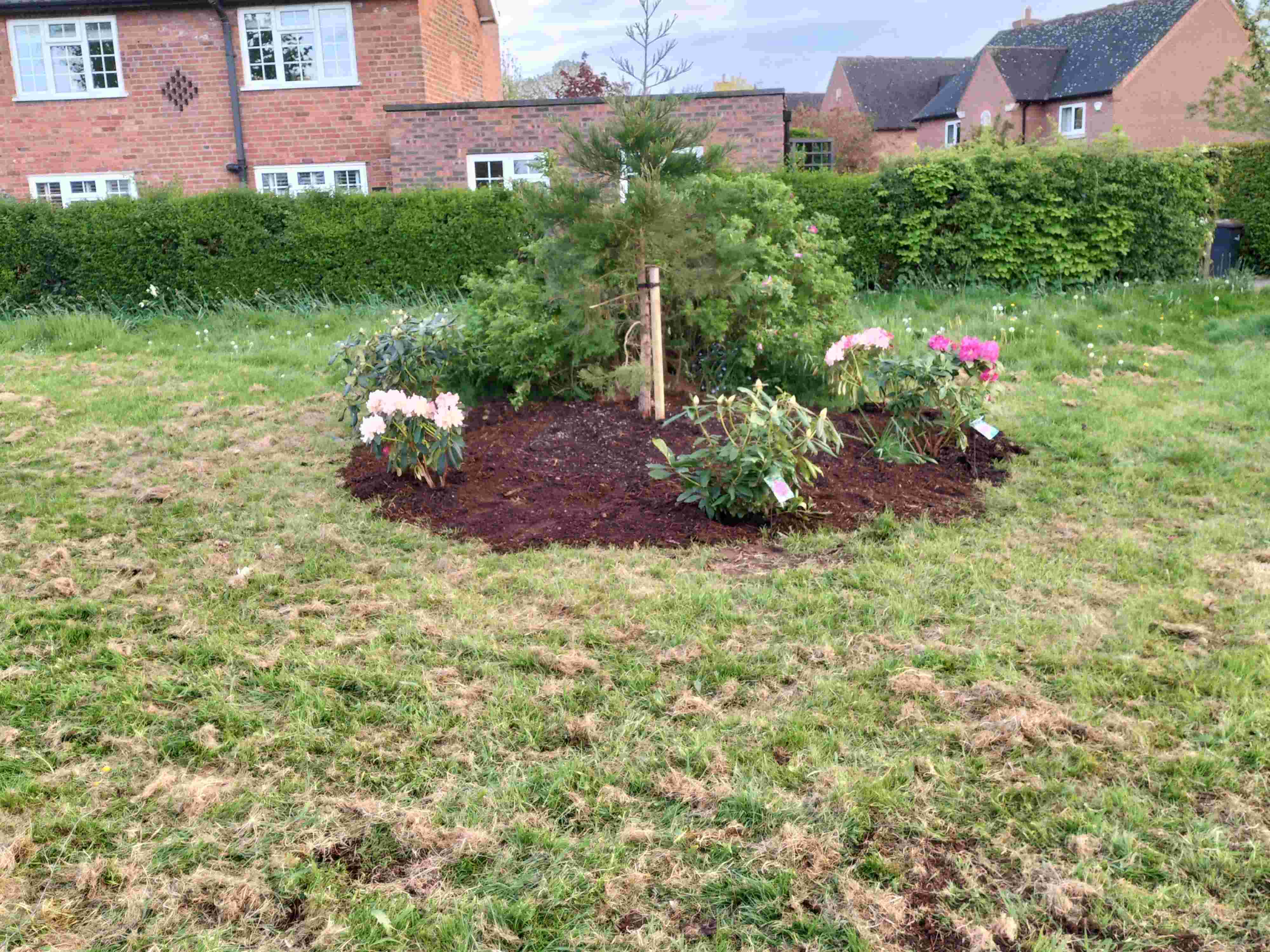 Newly planted tree on the green, May 4th
